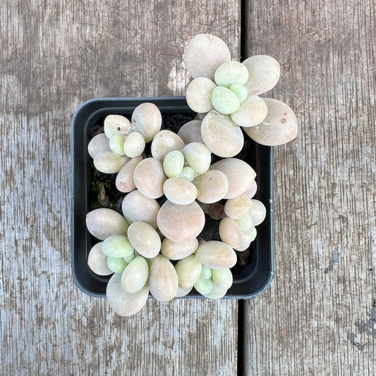 2307 Graptosedum Miul (Multi)