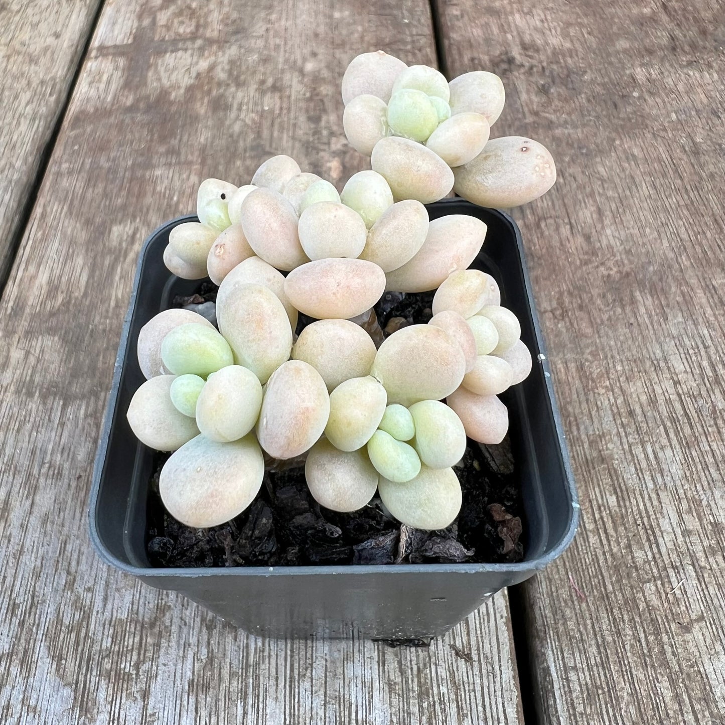 2307 Graptosedum Miul (Multi)