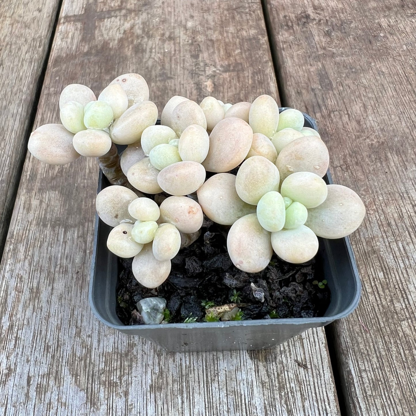 2307 Graptosedum Miul (Multi)