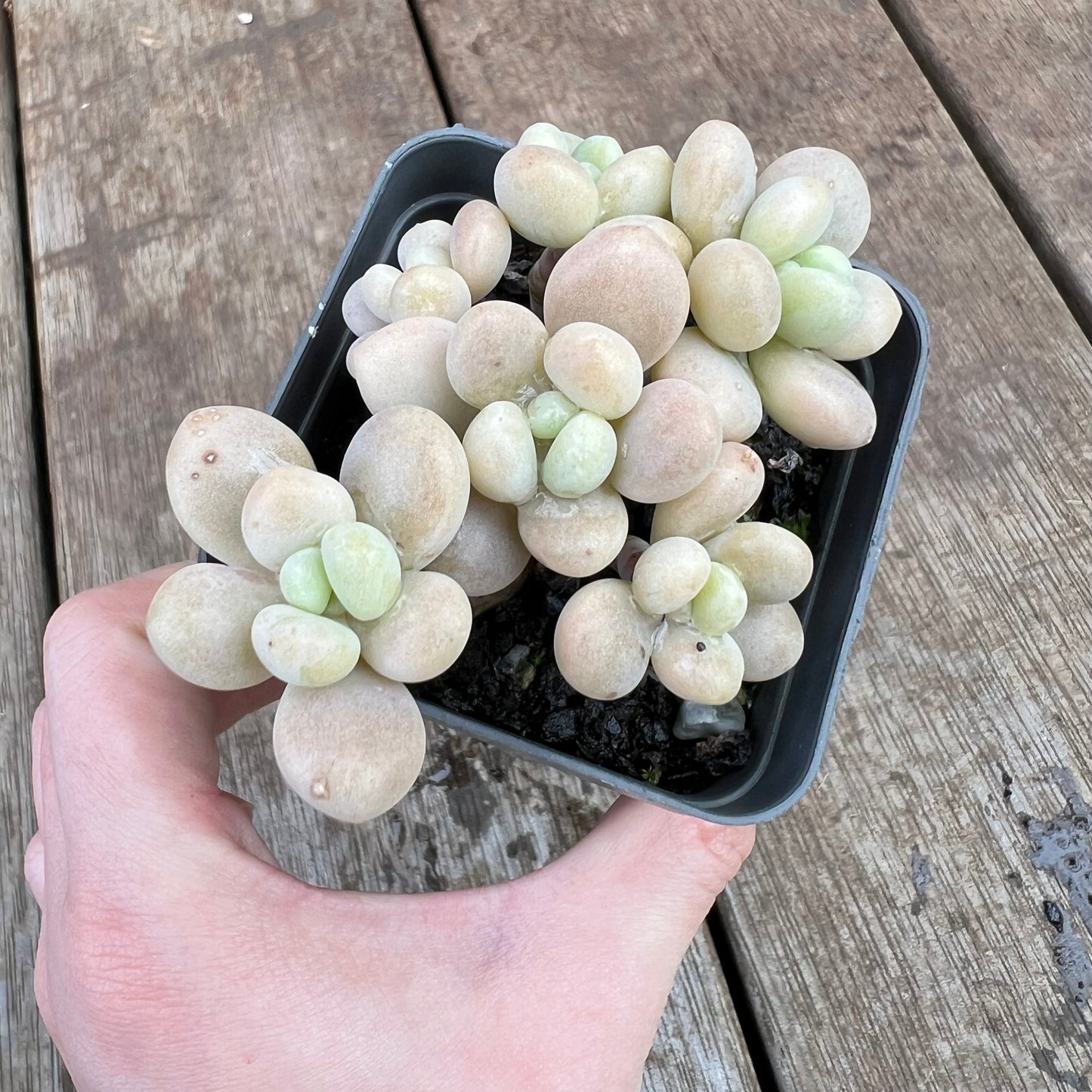 2307 Graptosedum Miul (Multi)