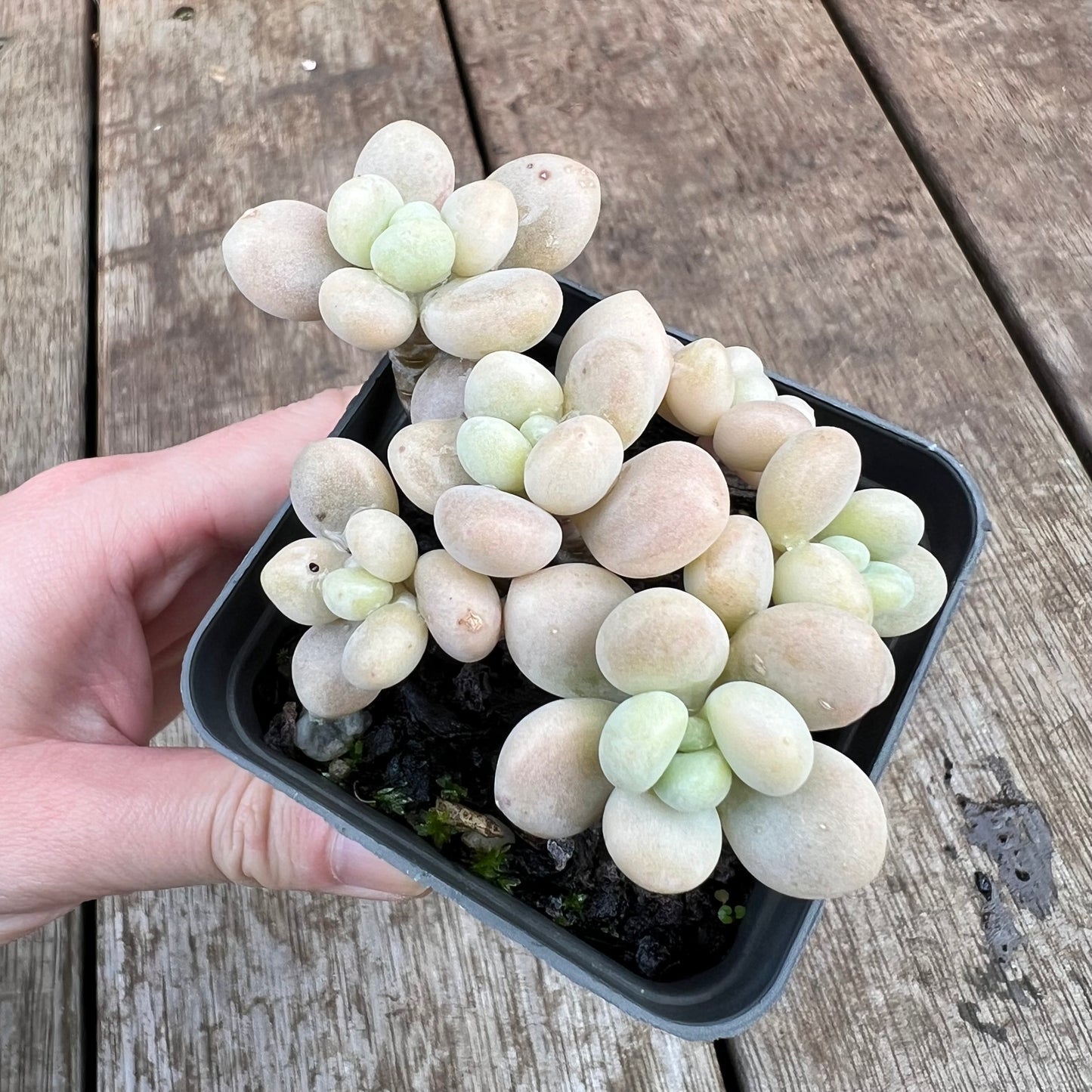 2307 Graptosedum Miul (Multi)