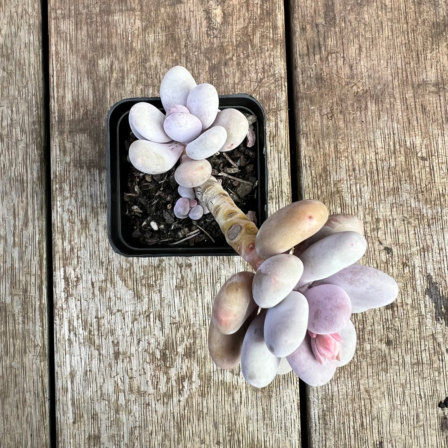 2307 Pachyphytum Oviferum