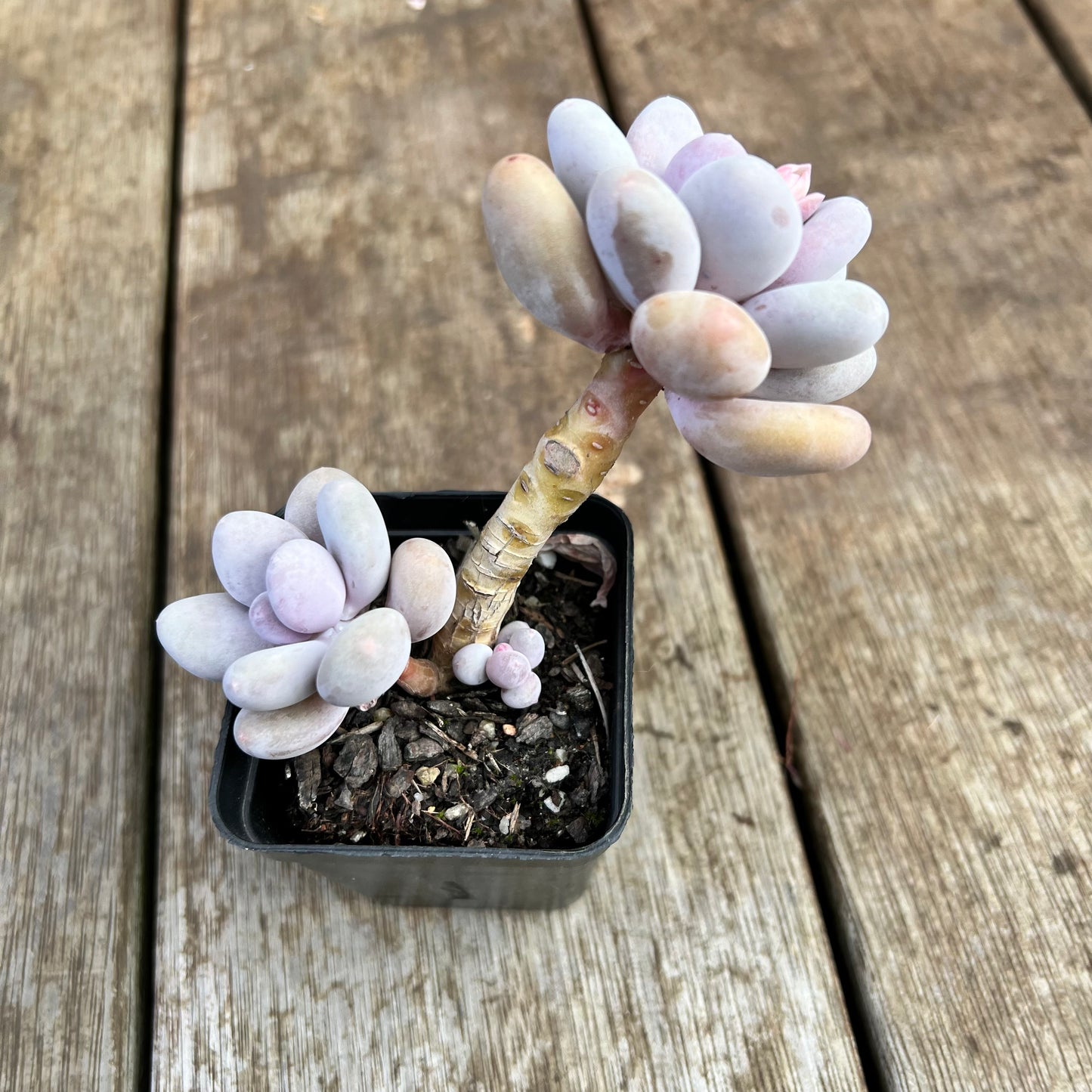 2307 Pachyphytum Oviferum