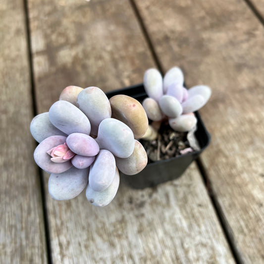 2307 Pachyphytum Oviferum