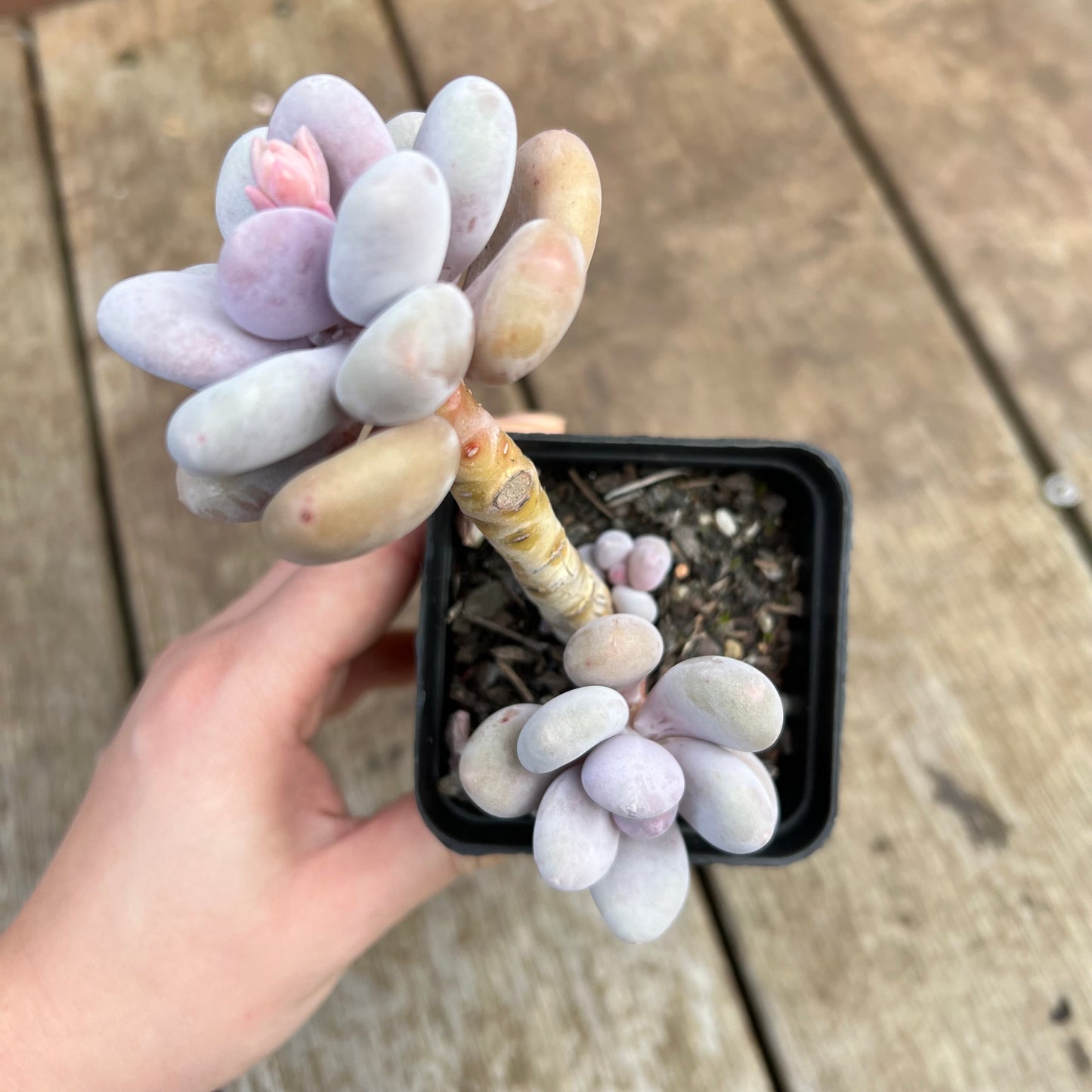 2307 Pachyphytum Oviferum