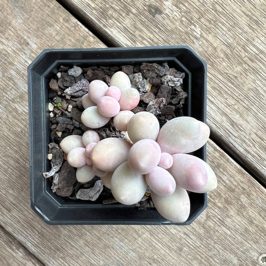 2307 Pachyphytum 'Egg Tart' (multi)