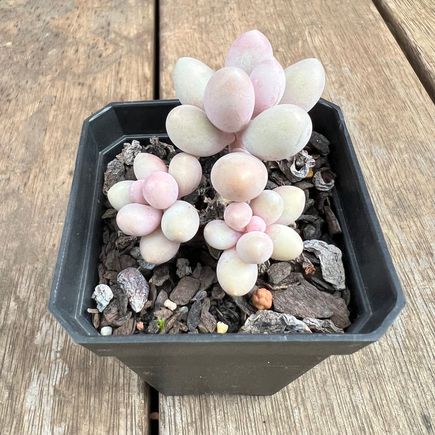 2307 Pachyphytum 'Egg Tart' (multi)