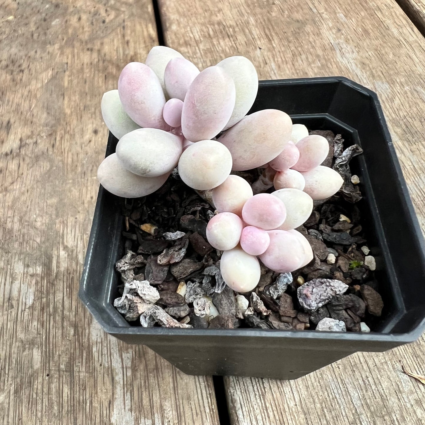 2307 Pachyphytum 'Egg Tart' (multi)