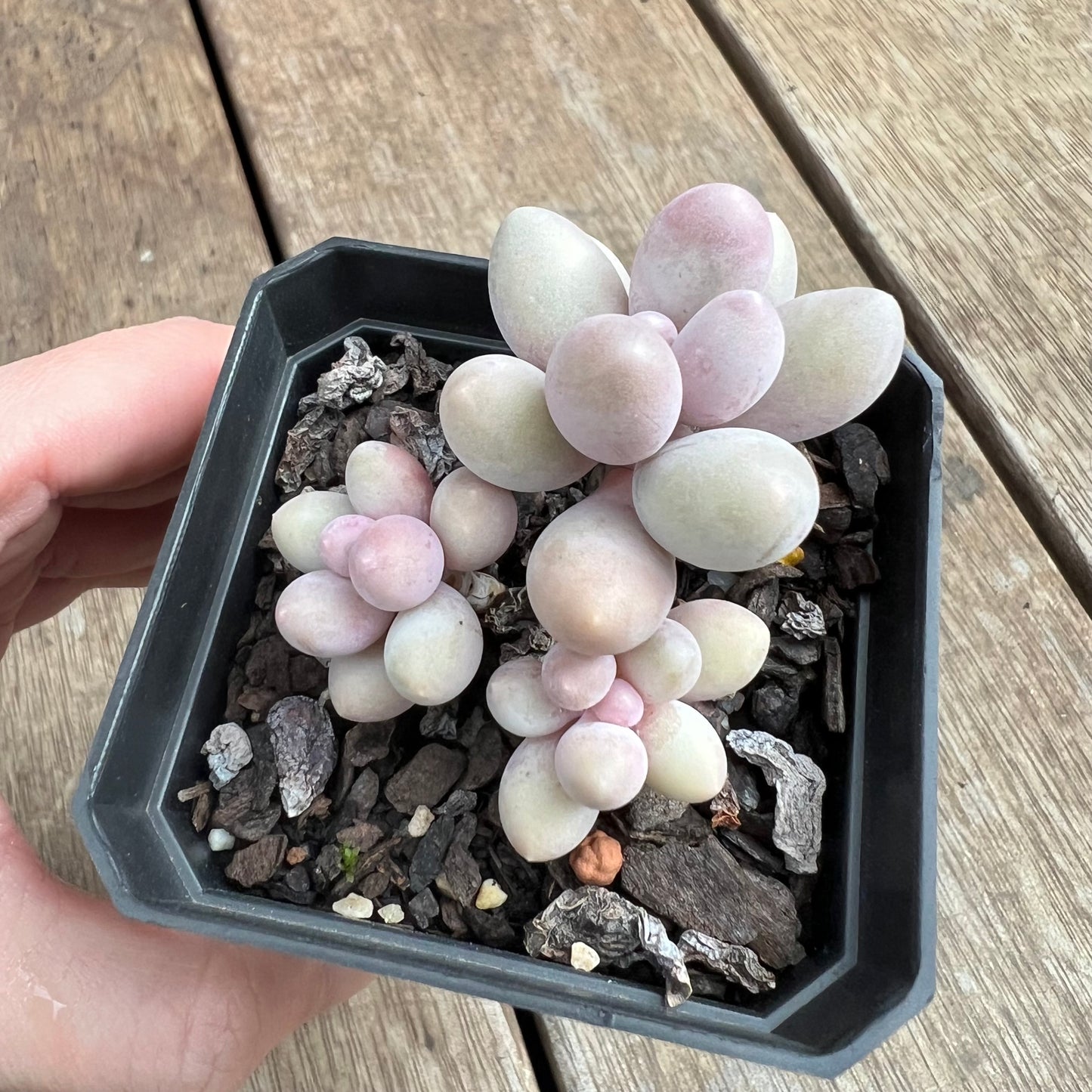 2307 Pachyphytum 'Egg Tart' (multi)