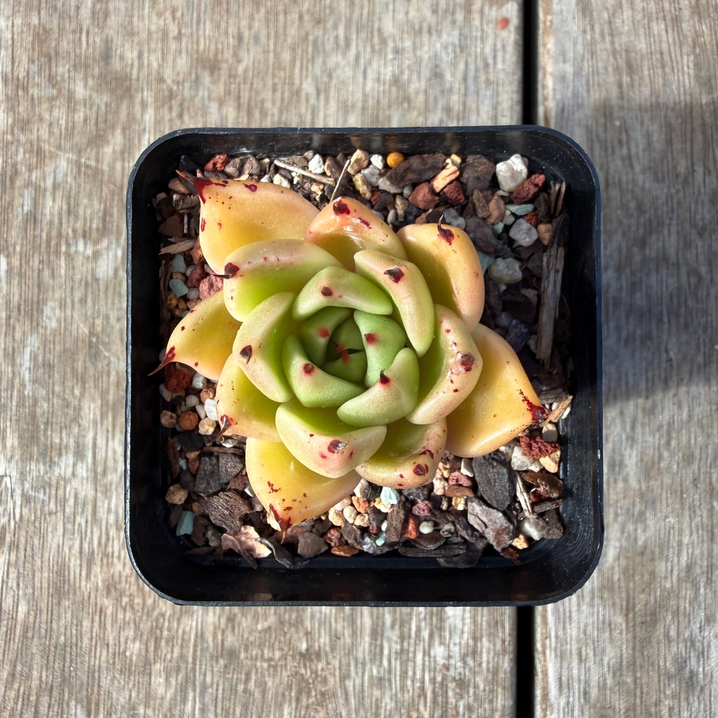 2309 Echeveria Agavoides Ebony 'Eyelash'