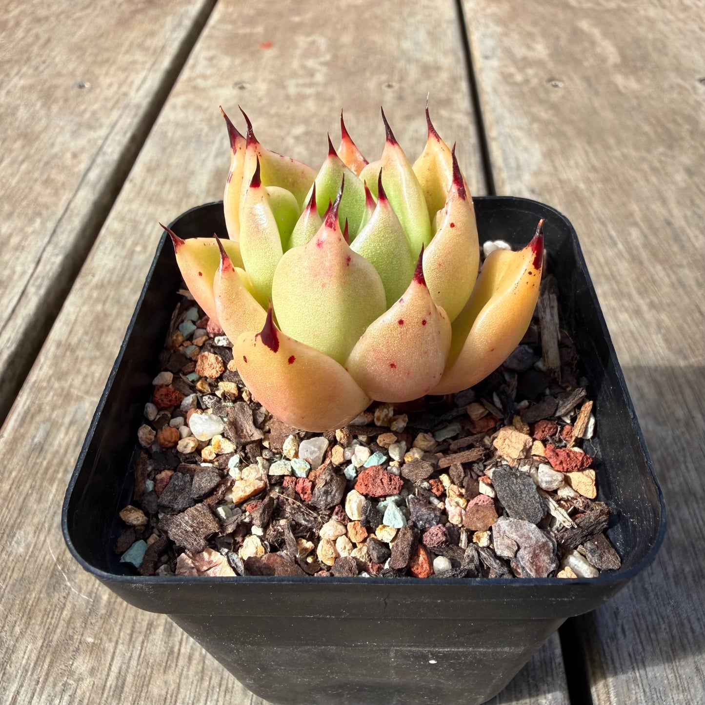 2309 Echeveria Agavoides Ebony 'Eyelash'