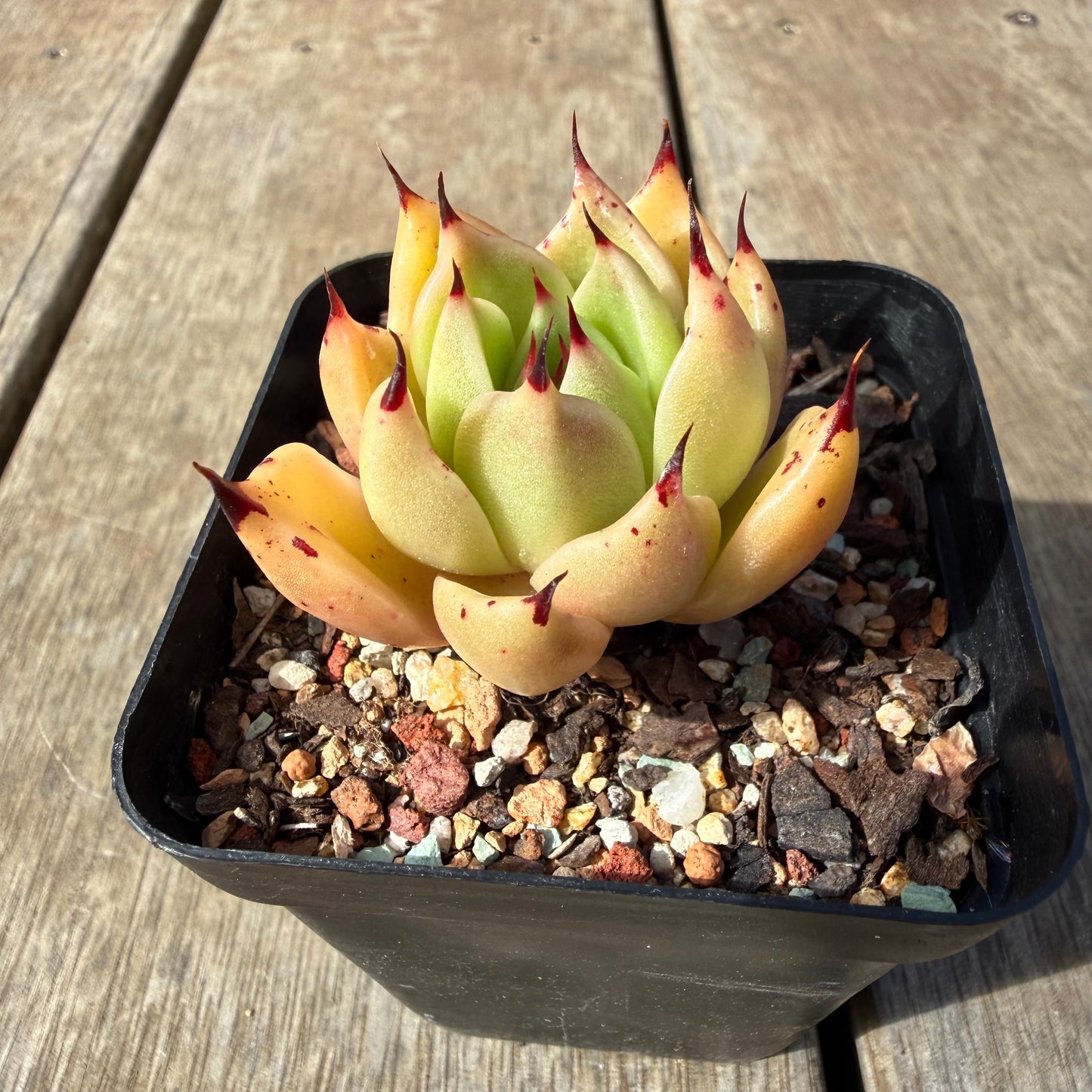 2309 Echeveria Agavoides Ebony 'Eyelash'