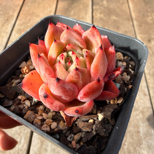 2309 Echeveria Agavoides 'Amelia'