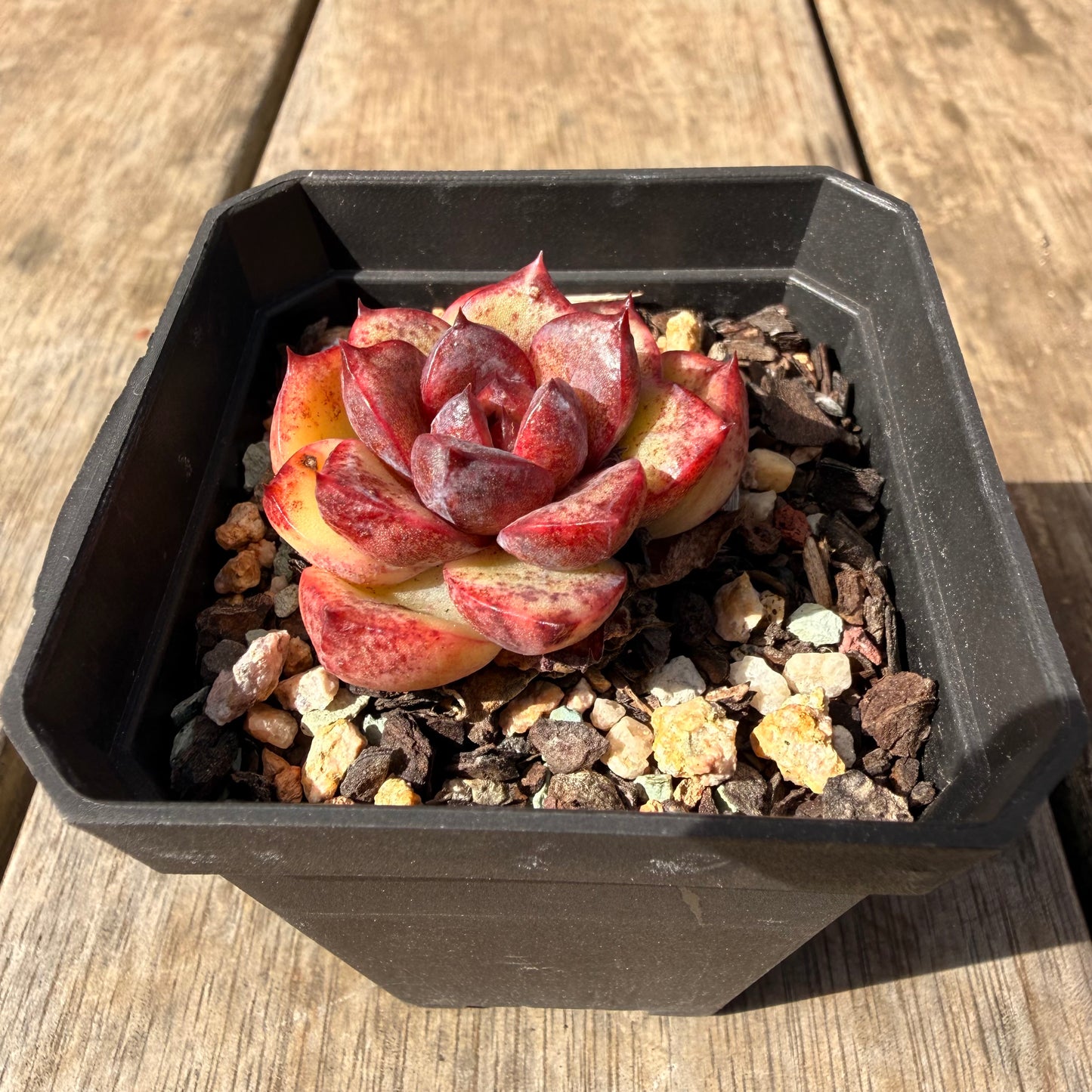 2309 Echeveria Black Crystal