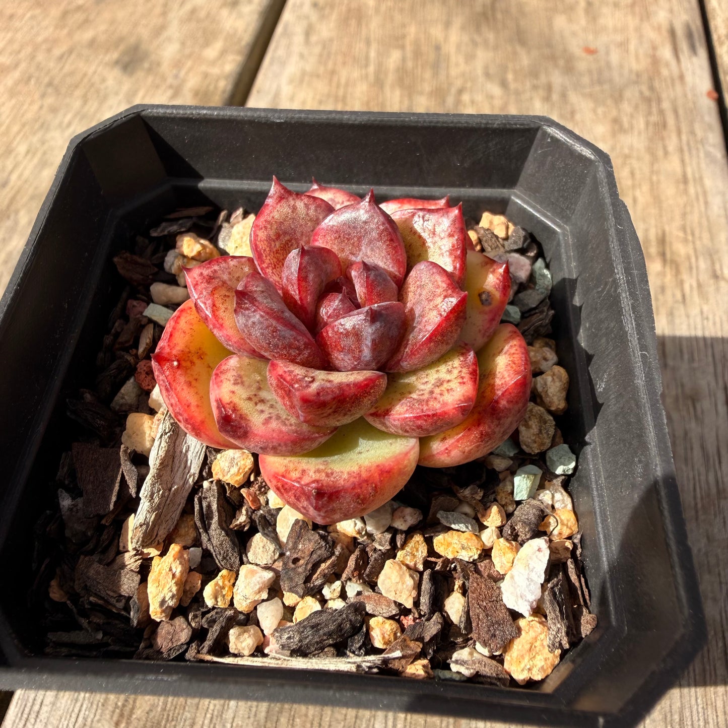 2309 Echeveria Black Crystal