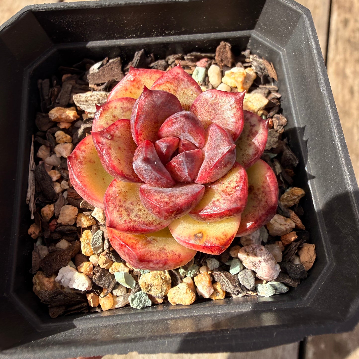 2309 Echeveria Black Crystal