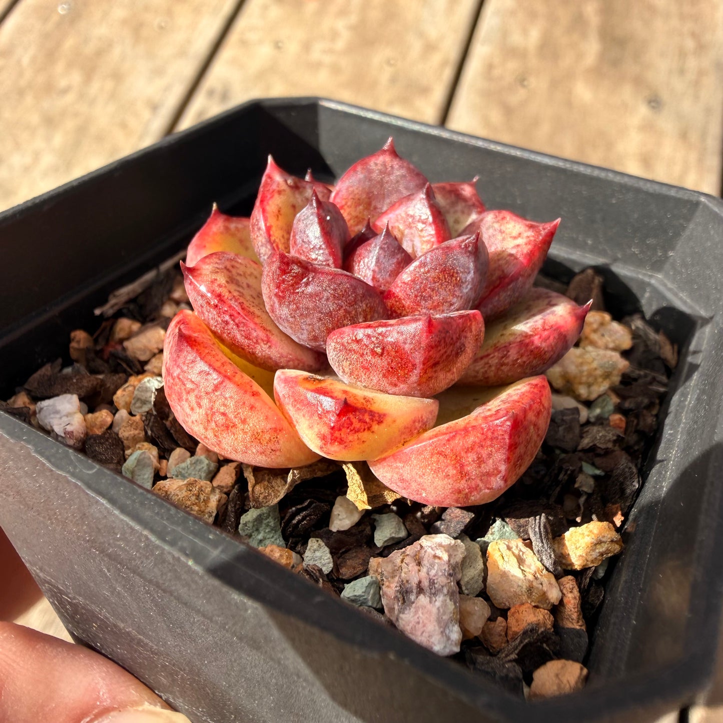 2309 Echeveria Black Crystal