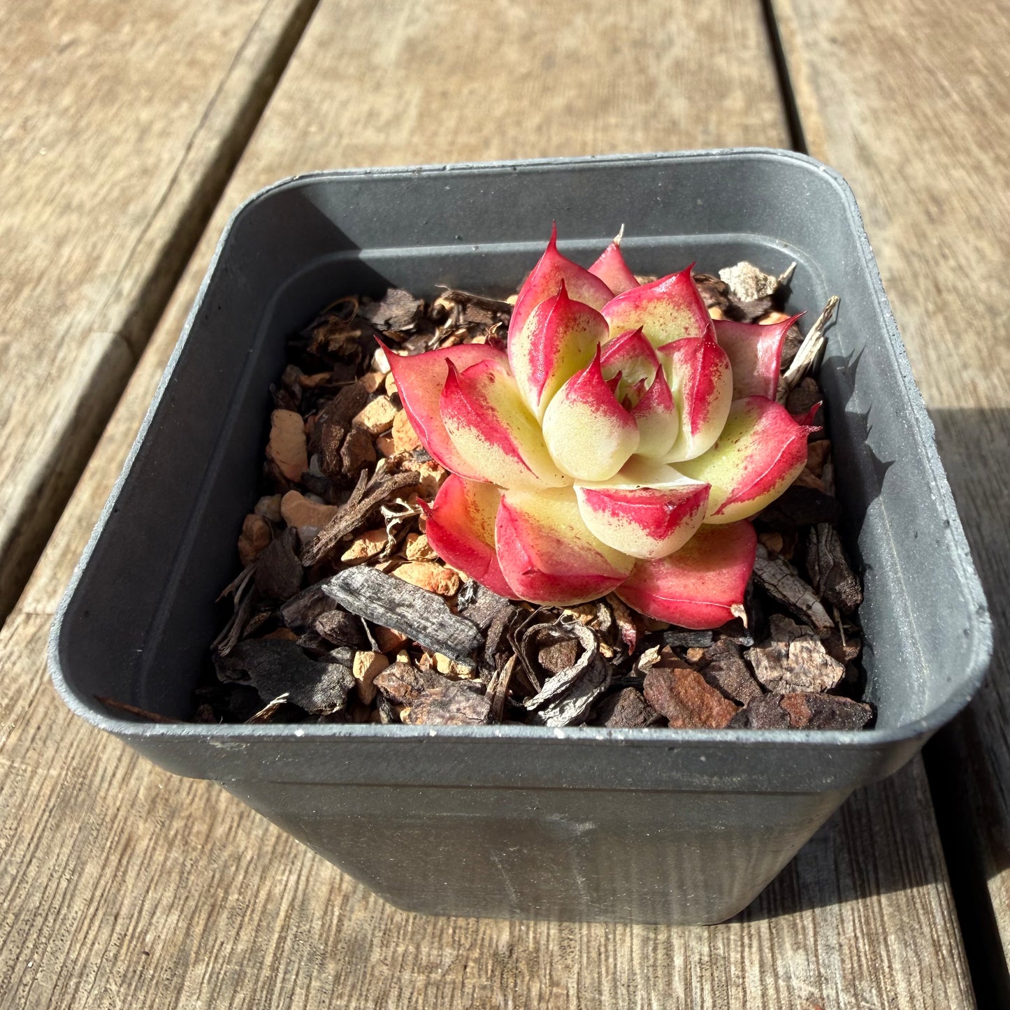 2309 Echeveria Dream Queen