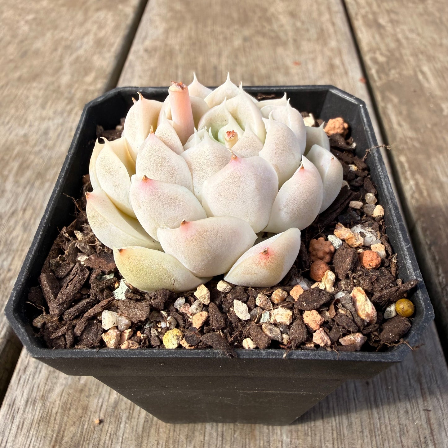 2309 Echeveria elegans 'Alba' (korean form)
