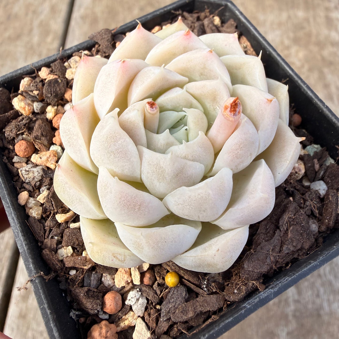2309 Echeveria elegans 'Alba' (korean form)