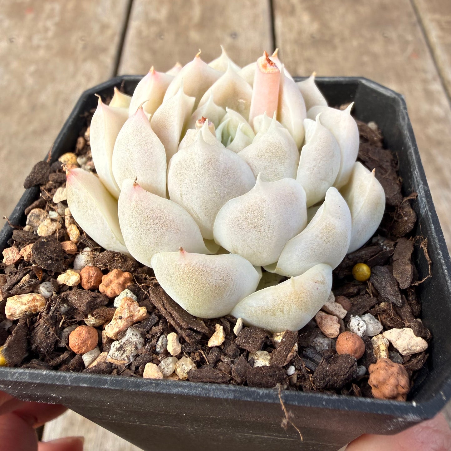 2309 Echeveria elegans 'Alba' (korean form)