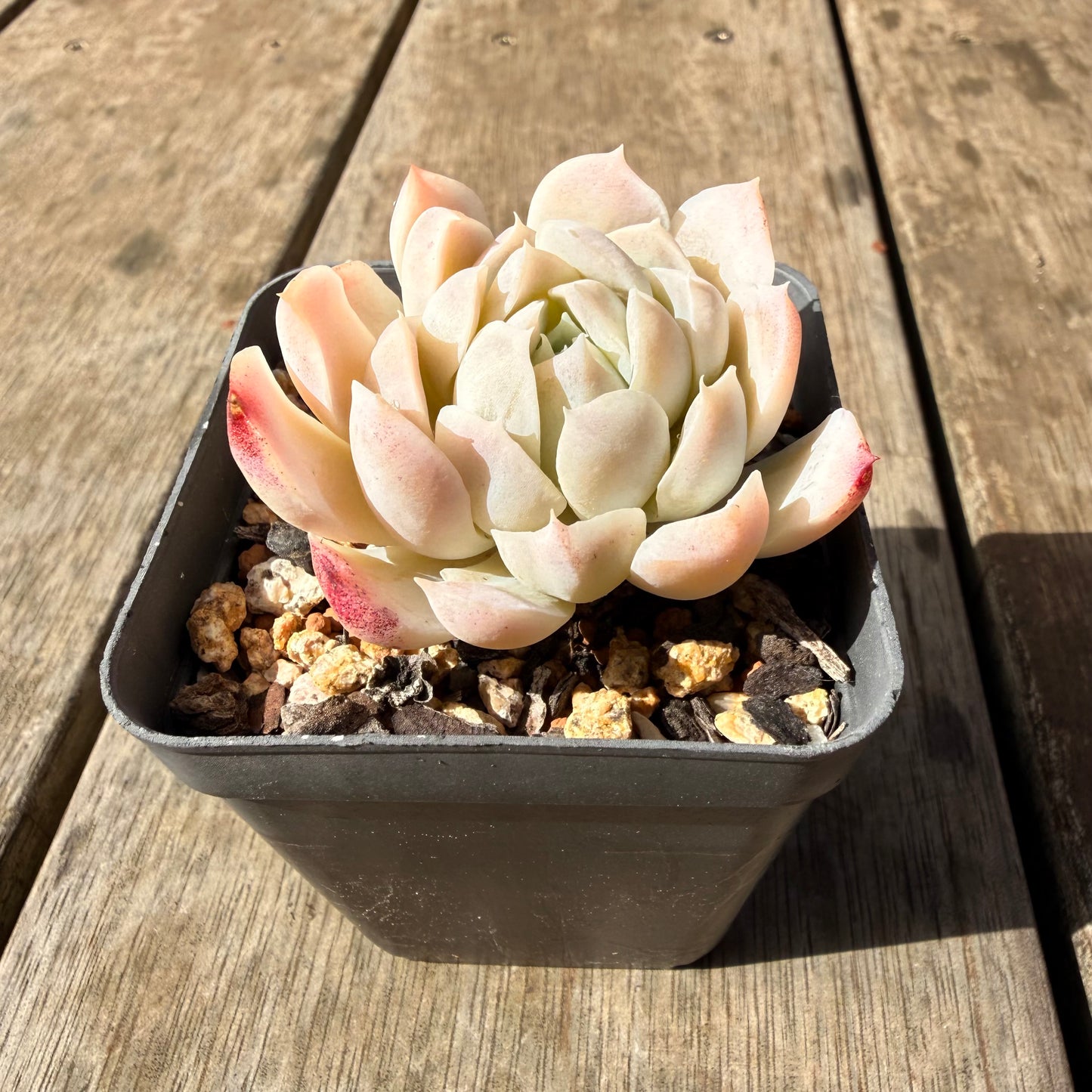 2309 Echeveria Elegans 'Alba' aka White Elegans