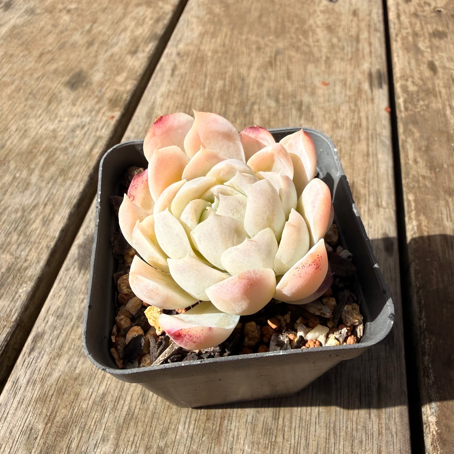 2309 Echeveria Elegans 'Alba' aka White Elegans
