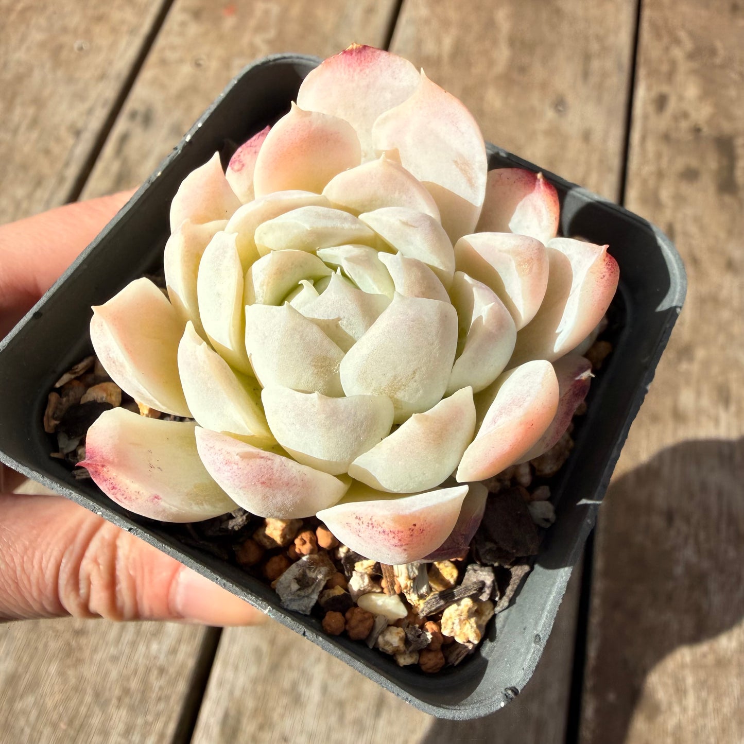 2309 Echeveria Elegans 'Alba' aka White Elegans