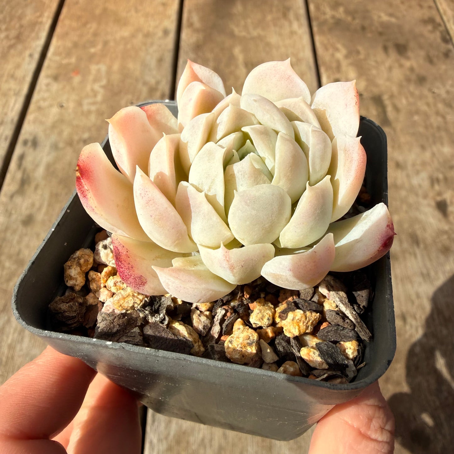 2309 Echeveria Elegans 'Alba' aka White Elegans