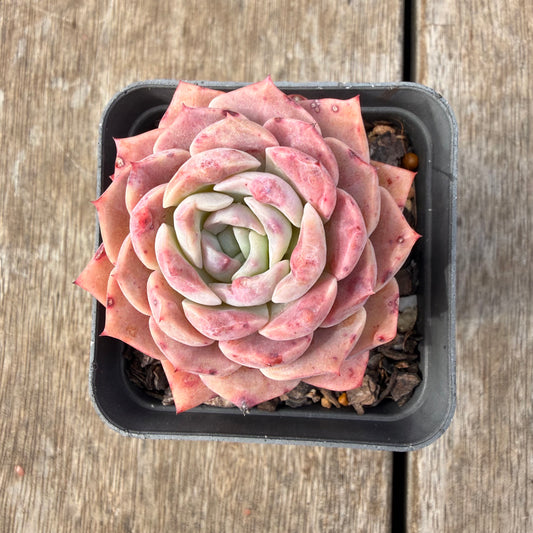 2309 Echeveria Everhart