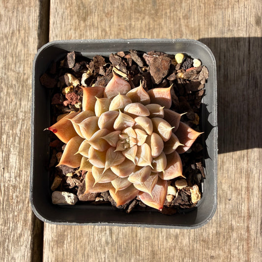 2309 Echeveria Galaxy