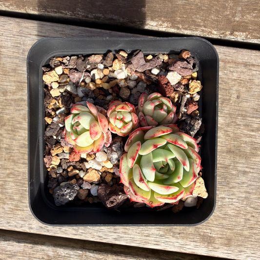 2309 Echeveria Little Red Boat