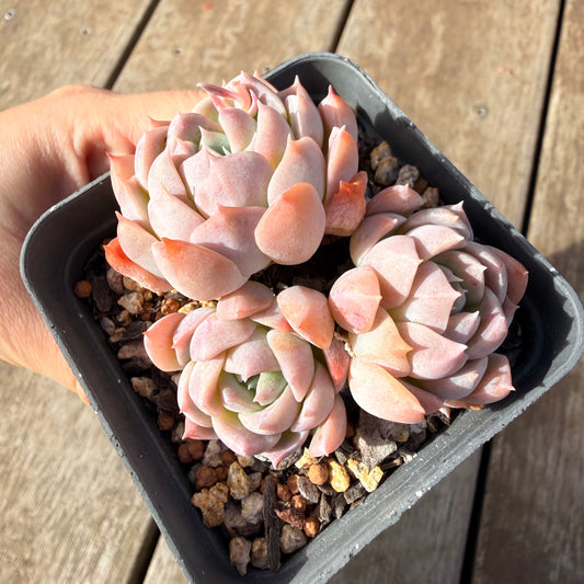 2309 Echeveria Pink Lotus (Multi)