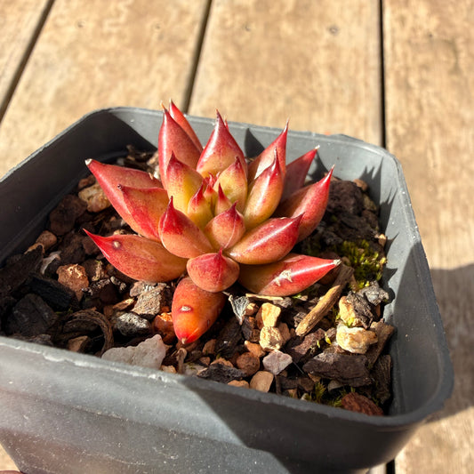 2309 Echeveria Red Psyche