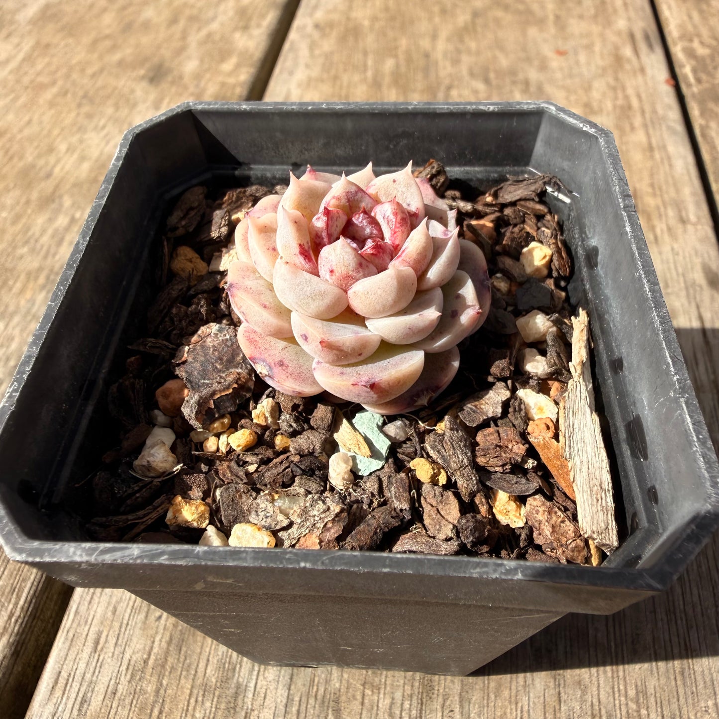 2309 Echeveria Red Velvet
