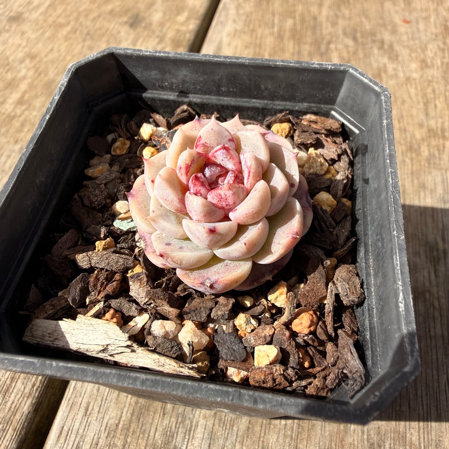 2309 Echeveria Red Velvet