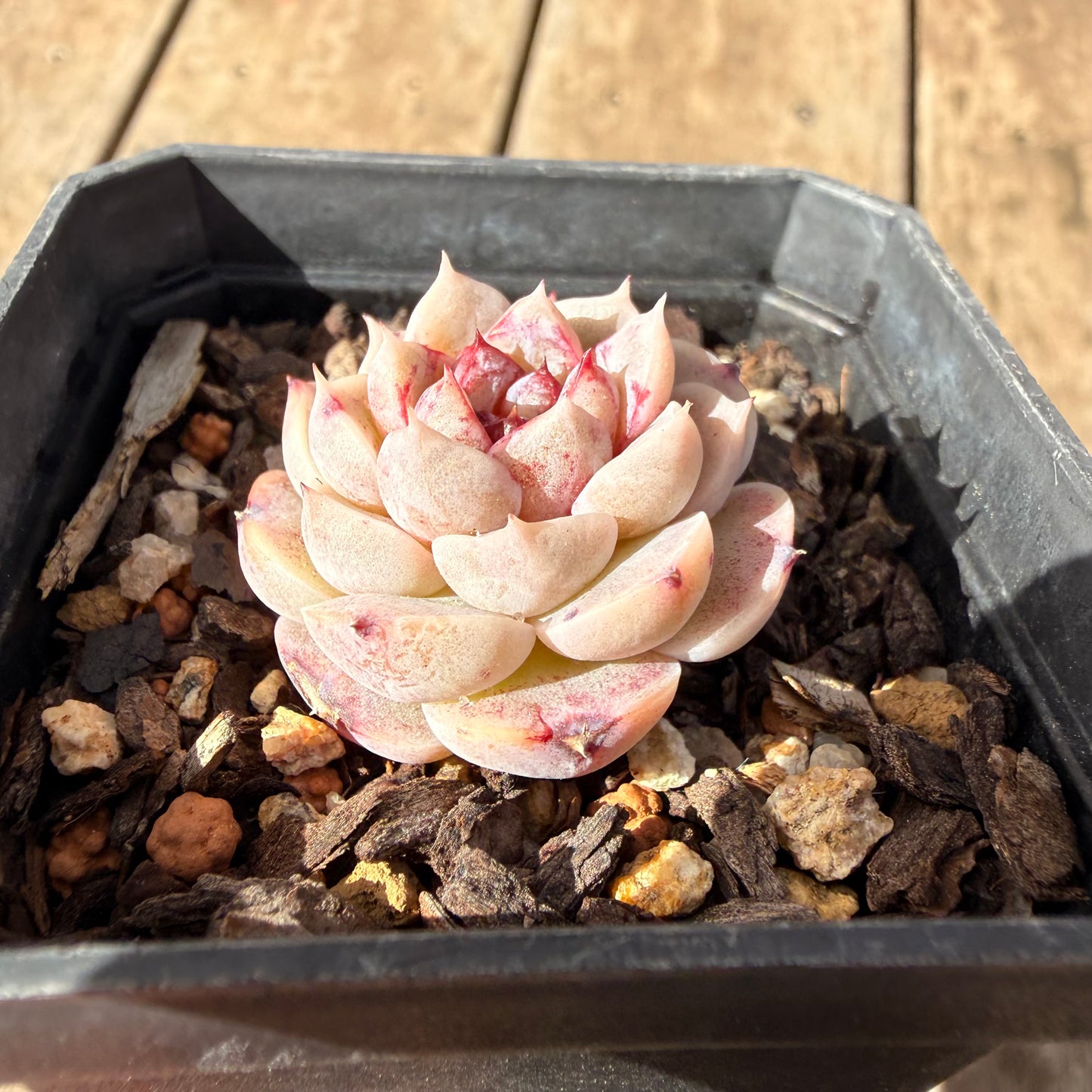 2309 Echeveria Red Velvet