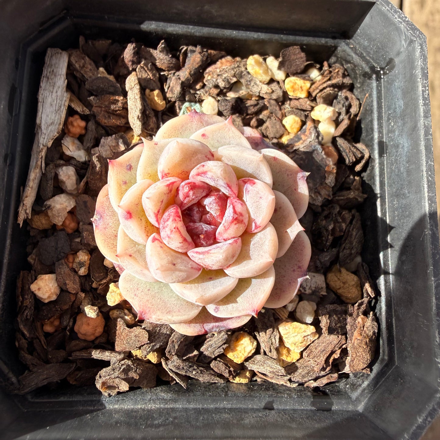 2309 Echeveria Red Velvet
