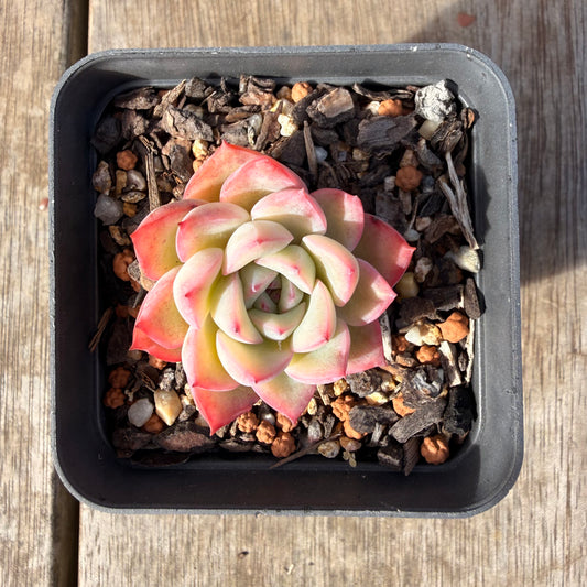 2309 Echeveria Strawberry Cake