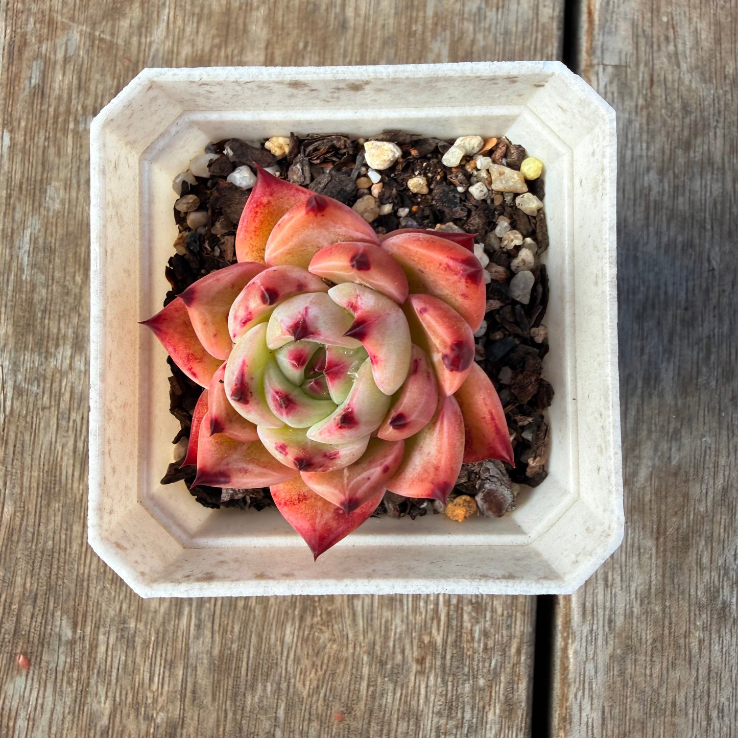 2309 Echeveria White Dragon