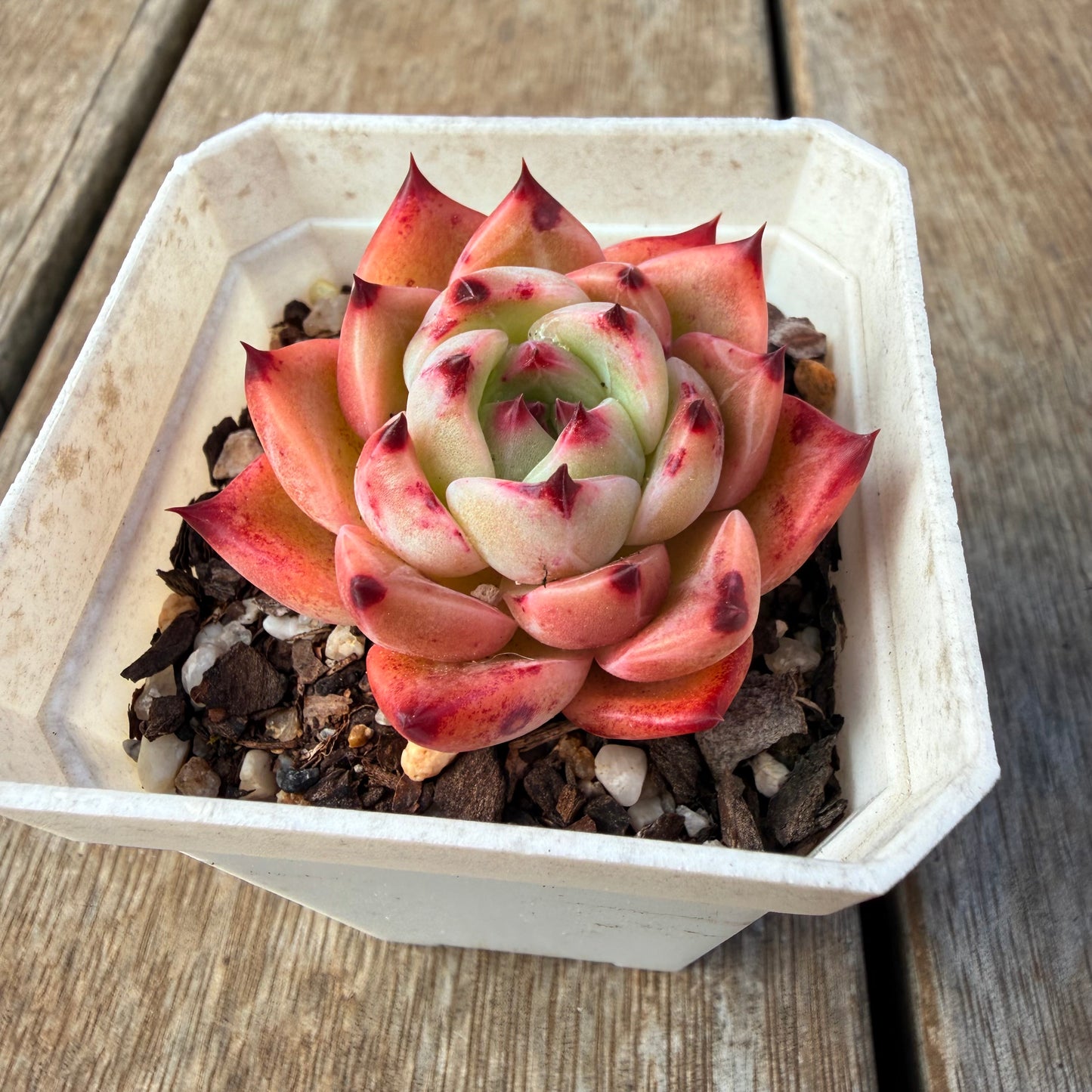 2309 Echeveria White Dragon