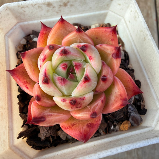 2309 Echeveria White Dragon