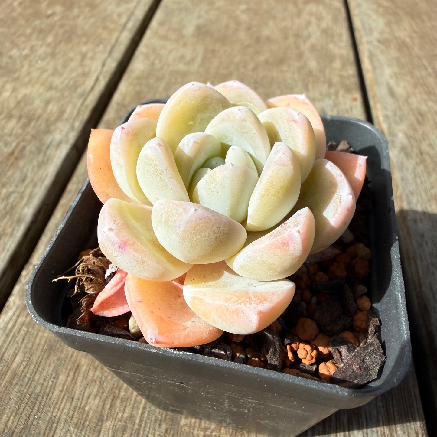 2309 Echeveria 'White Shell'