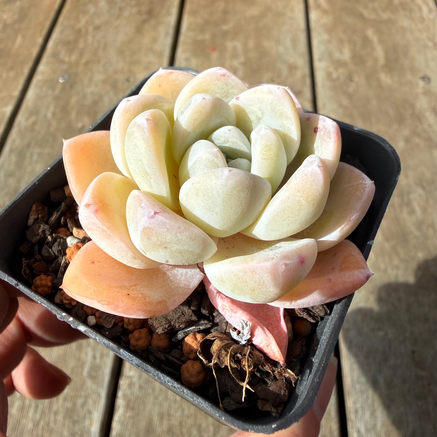 2309 Echeveria 'White Shell'