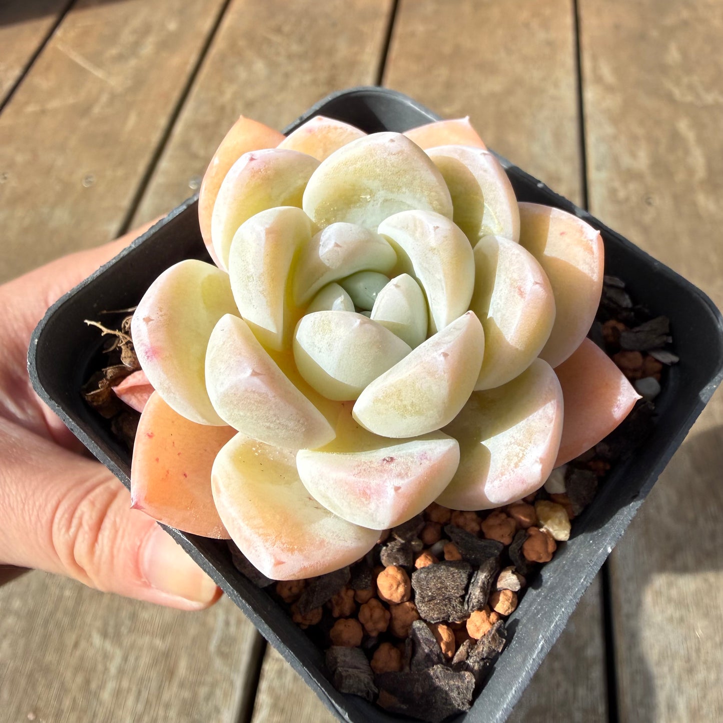 2309 Echeveria 'White Shell'