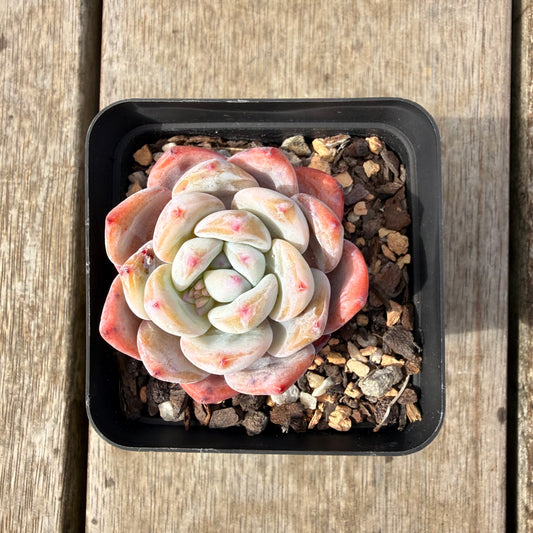 2309 Echeveria ‘Blood Orange’