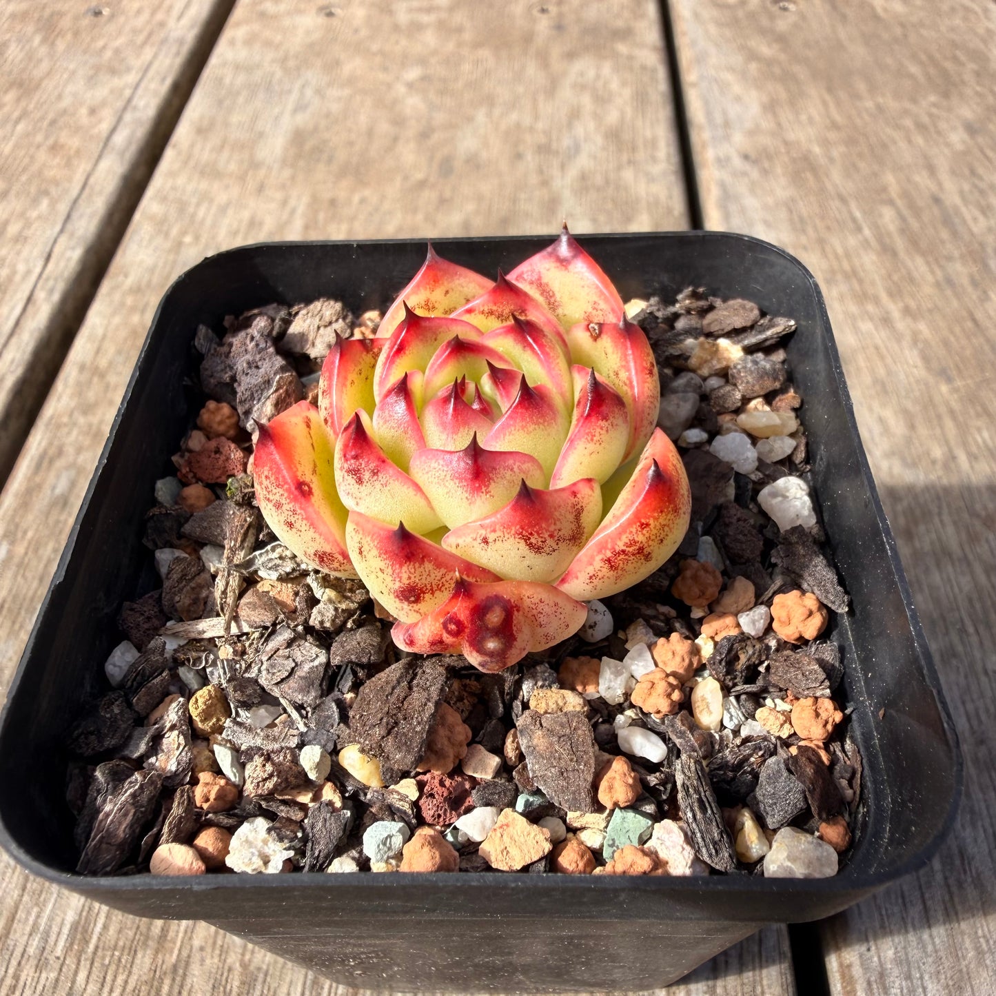 2309 Echeveria 'Moon Stone'