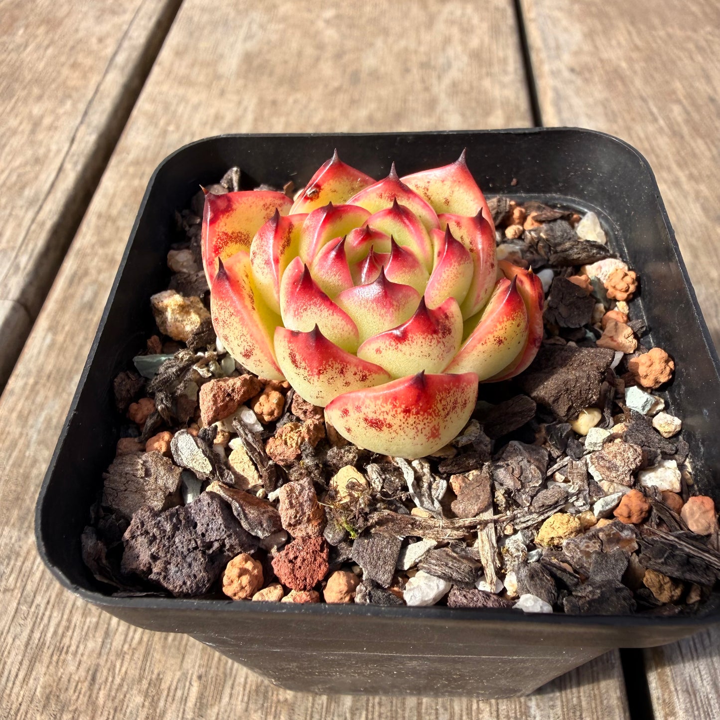 2309 Echeveria 'Moon Stone'