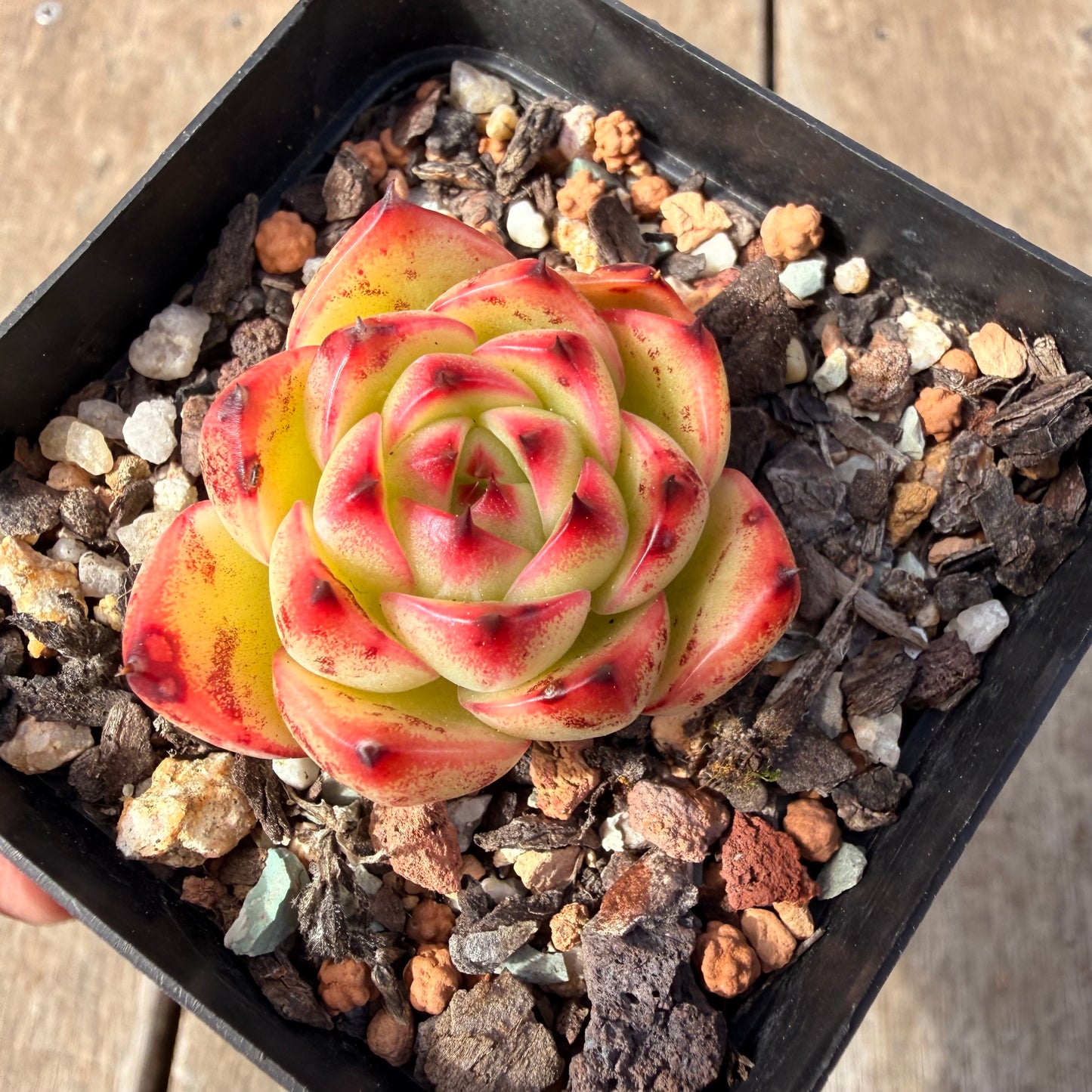 2309 Echeveria 'Moon Stone'
