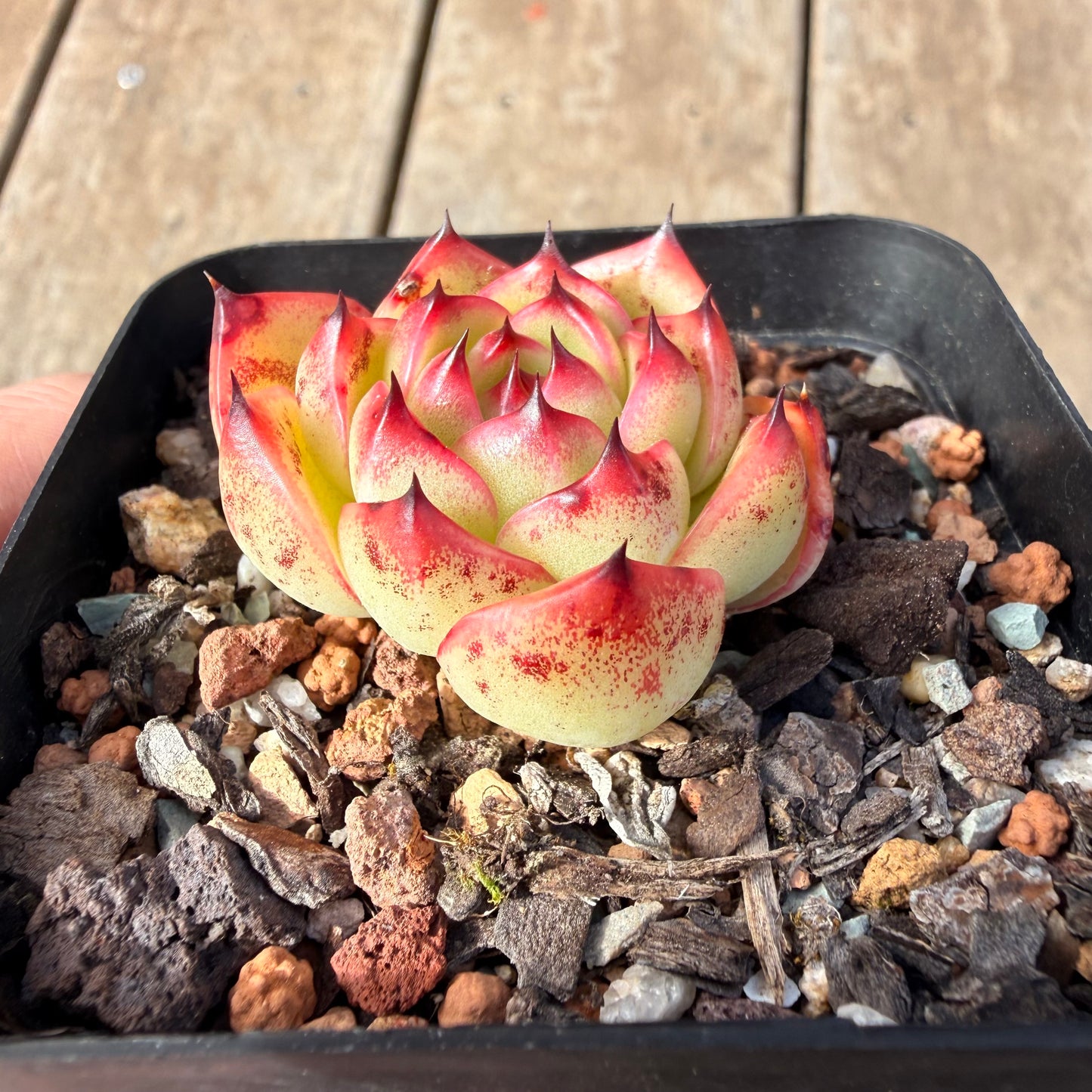 2309 Echeveria 'Moon Stone'